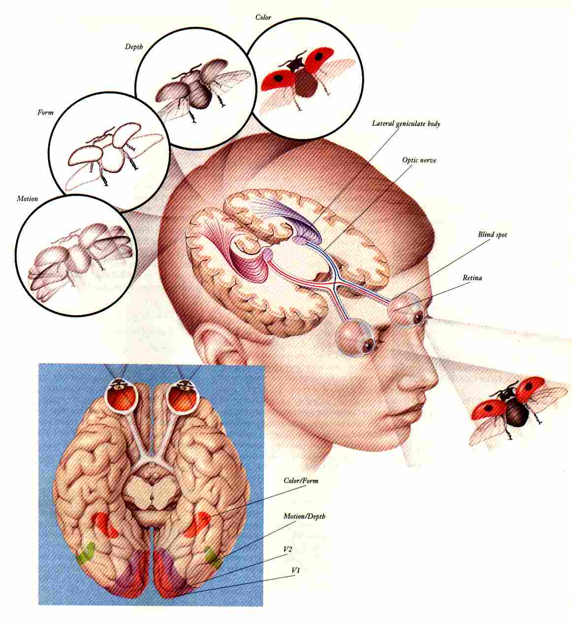 Vision - Eyes - Astigmatism - contact lenses