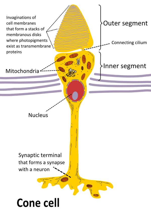 Inside the eye on the retina you will find rod and cone cells