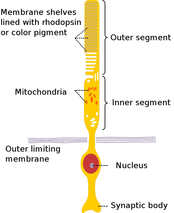 Inside the eye on the retina you will find rod and cone cells